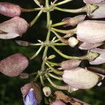 Thunbergia grandiflora പുഷ്പം