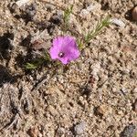 Ipomoea capillacea Elinympäristö