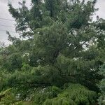 Taxodium distichum 整株植物