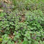 Lamium amplexicauleΦύλλο