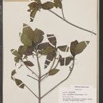 Antirhea bifida Other