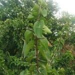 Canthium parvifolium Leaf