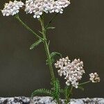 Achillea × roseoalba Vekstform