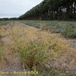 Panicum miliaceum Hábito