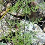 Lomatium dasycarpum Хабит