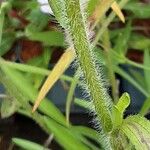 Rudbeckia missouriensis Corteza