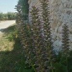 Acanthus hungaricus Hostoa