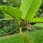 Mitragyna speciosa Hoja