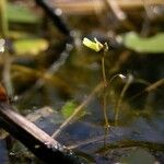 Utricularia minor आदत