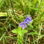 Veronica americana Floare