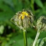 Crepis pyrenaica Anders