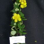 Berberis angulosa Tervik taim