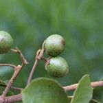 Vitex madiensis Fruto