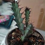 Euphorbia greenwayi Hoja