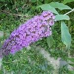 Buddleja davidiiKwiat