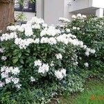 Rhododendron brachycarpum Habit