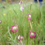 Thysanocarpus curvipes عادت