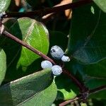 Lonicera acuminata Fruit