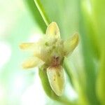 Erythroxylum novocaledonicum Flower