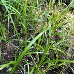 Carex muskingumensis ഇല