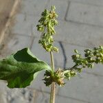 Rumex spinosus Žievė