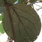 Monimia rotundifolia Muu