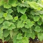 Tellima grandiflora Leaf