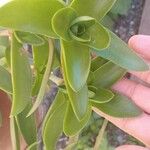 Crassula capitella Blad