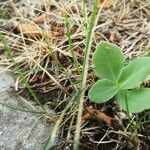 Ranunculus thora Leaf