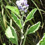 Crotalaria verrucosa Fiore