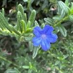 Glandora prostrata 花