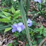 Tradescantia ohiensis Blatt