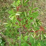 Rosa xanthina Leaf