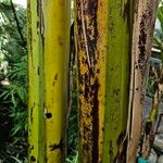 Musa acuminata Bark