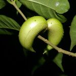 Tabernaemontana robinsonii Fruto