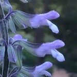 Salvia leucantha 花