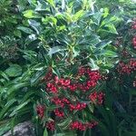 Ardisia crenataOvoce