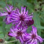 Vernonia noveboracensis Flower