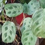 Maranta leuconeura葉