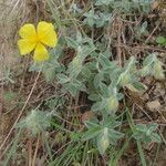 Helianthemum hirtum Frunză