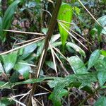 Astrocaryum aculeatum Bark