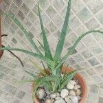 Aloe arborescens Liść