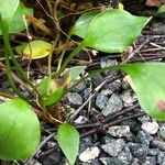 Claytonia sibirica برگ