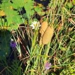 Typha minima Blodyn