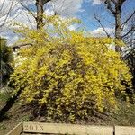 Forsythia suspensa Habit