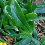 Glottiphyllum difforme Hábito
