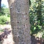 Erythrina falcata Bark
