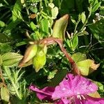 Clarkia unguiculata Lorea