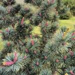 Pinus parvifloraLeaf