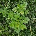 Artemisia vulgaris Φύλλο